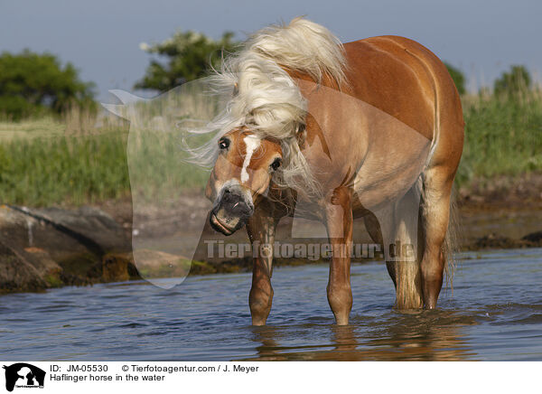 Haflinger im Wasser / Haflinger horse in the water / JM-05530