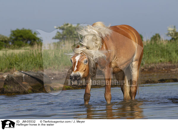 Haflinger im Wasser / Haflinger horse in the water / JM-05532