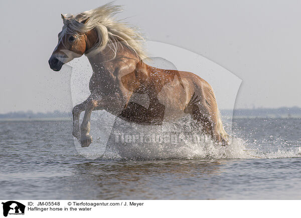 Haflinger horse in the water / JM-05548
