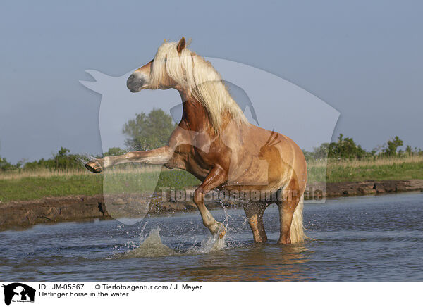 Haflinger im Wasser / Haflinger horse in the water / JM-05567