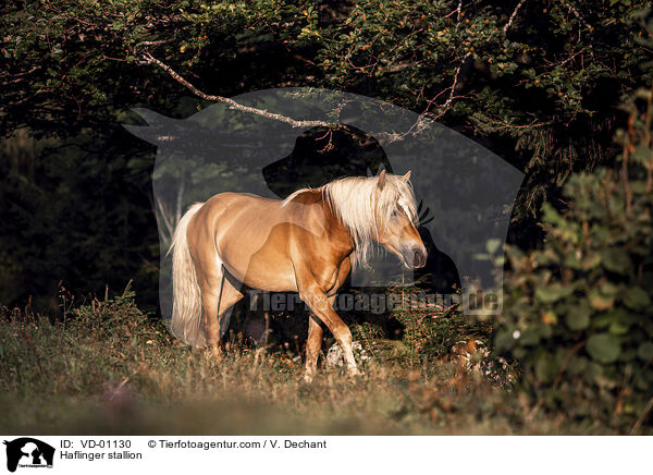 Haflinger Hengst / Haflinger stallion / VD-01130