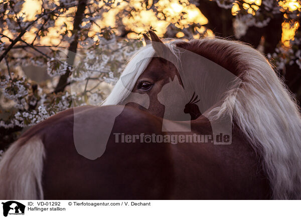 Haflinger Hengst / Haflinger stallion / VD-01292