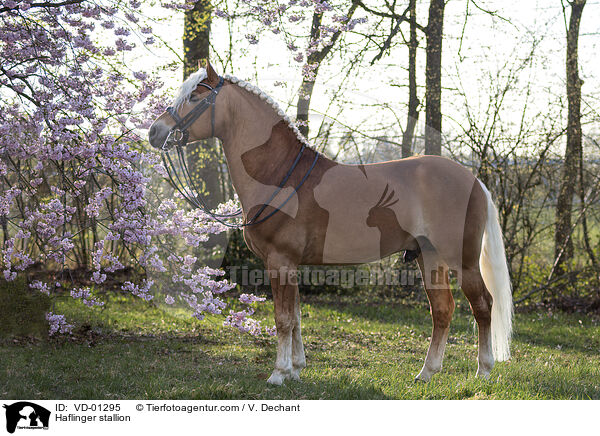 Haflinger Hengst / Haflinger stallion / VD-01295