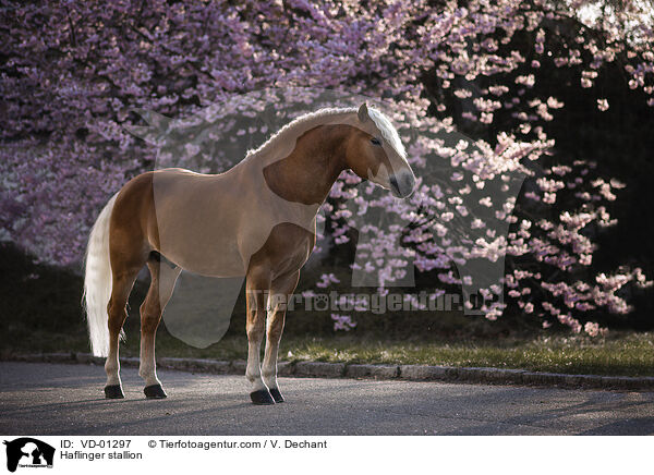 Haflinger Hengst / Haflinger stallion / VD-01297