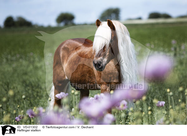 Haflinger Hengst / Haflinger stallion / VD-01302