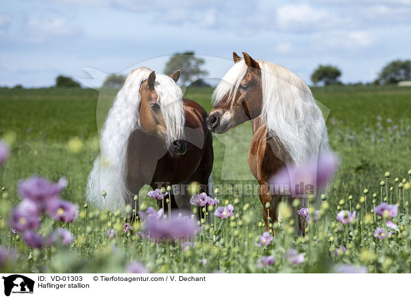 Haflinger Hengst / Haflinger stallion / VD-01303