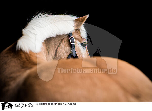 Haflinger Portrait / Haflinger Portrait / SAD-01092