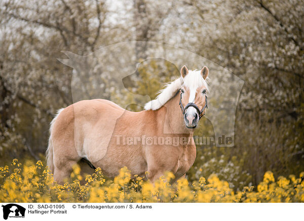 Haflinger Portrait / Haflinger Portrait / SAD-01095