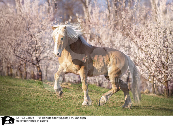 Haflinger im Frhling / Haflinger horse in spring / VJ-03806