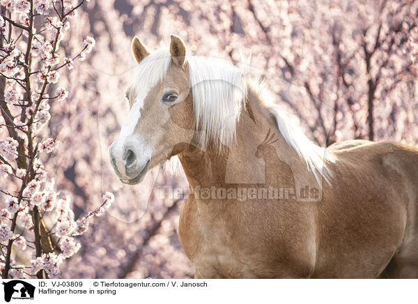 Haflinger im Fr�hling / Haflinger horse in spring / VJ-03809