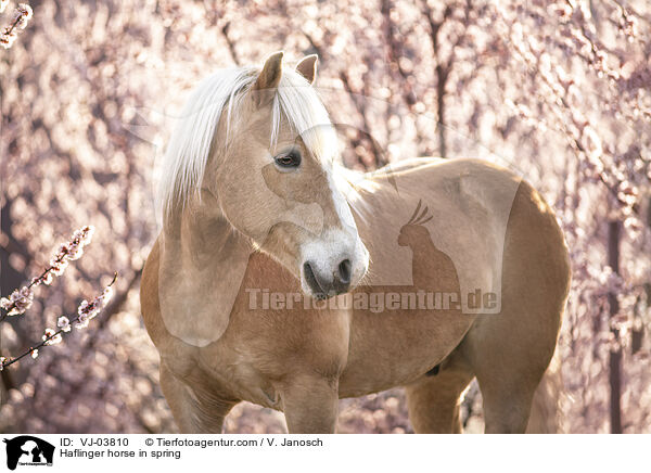 Haflinger im Fr�hling / Haflinger horse in spring / VJ-03810