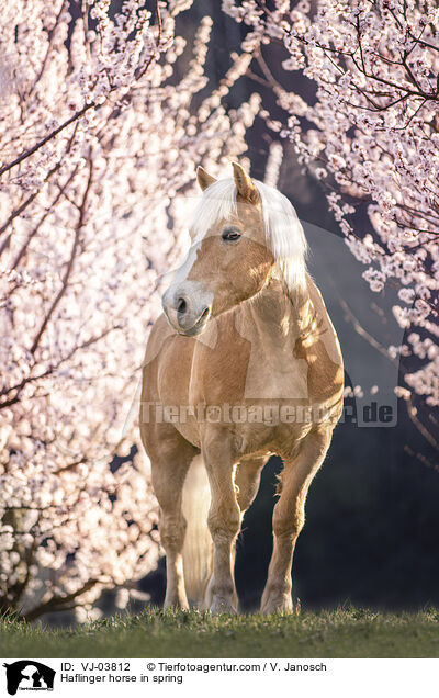 Haflinger im Frhling / Haflinger horse in spring / VJ-03812