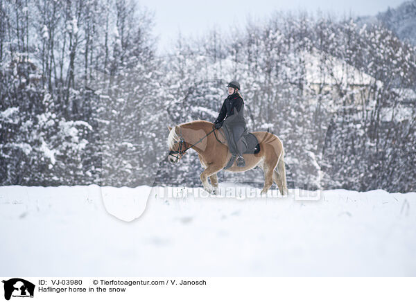 Haflinger im Schnee / Haflinger horse in the snow / VJ-03980
