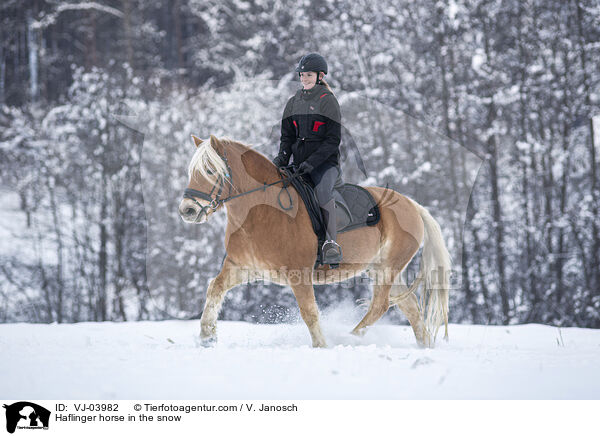 Haflinger im Schnee / Haflinger horse in the snow / VJ-03982