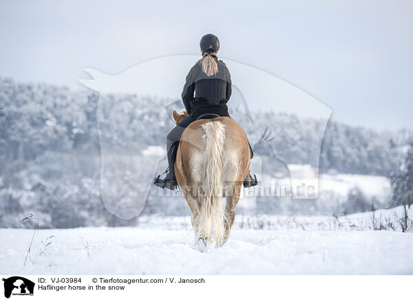 Haflinger im Schnee / Haflinger horse in the snow / VJ-03984