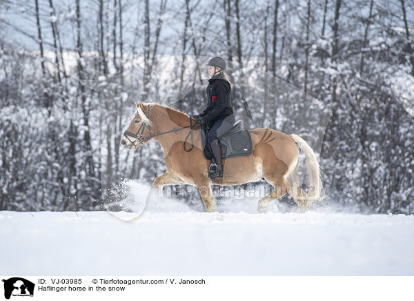 Haflinger im Schnee / Haflinger horse in the snow / VJ-03985