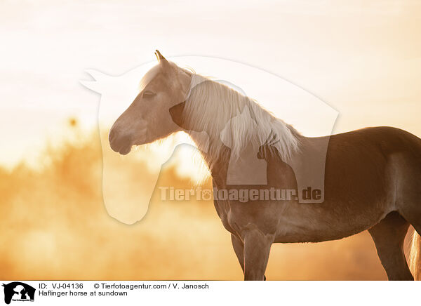 Haflinger horse at sundown / VJ-04136