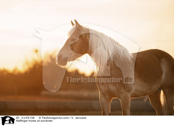Haflinger horse at sundown / VJ-04138
