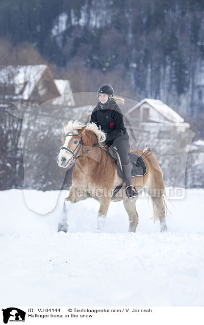 Haflinger im Schnee / Haflinger horse in the snow / VJ-04144