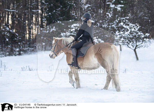 Haflinger im Schnee / Haflinger horse in the snow / VJ-04146