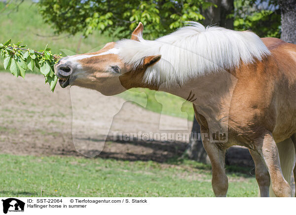 Haflinger im Sommer / Haflinger horse in summer / SST-22064