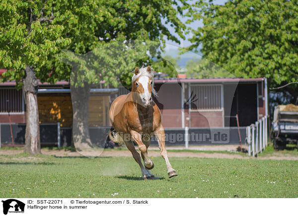 Haflinger im Sommer / Haflinger horse in summer / SST-22071
