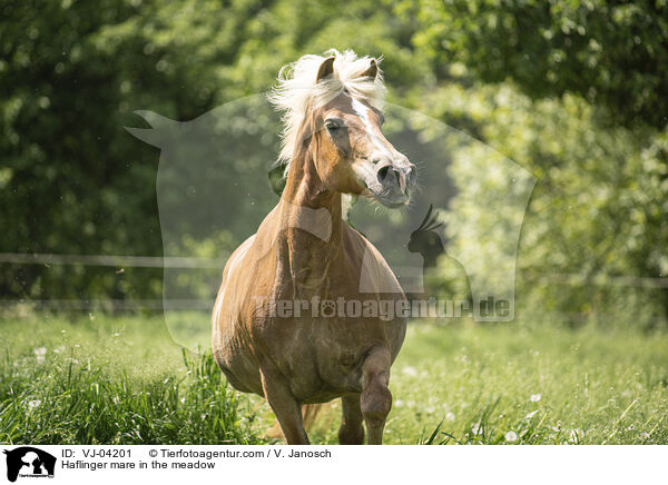 Haflinger Stute auf der Koppel / Haflinger mare in the meadow / VJ-04201
