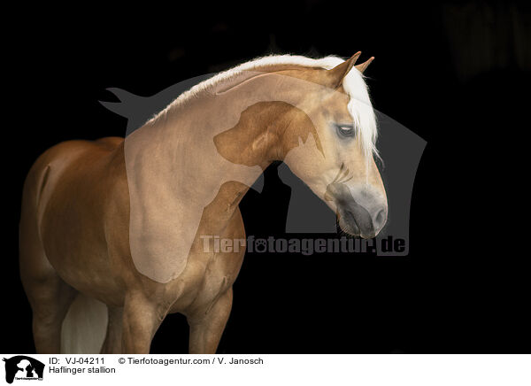 Haflinger stallion / VJ-04211