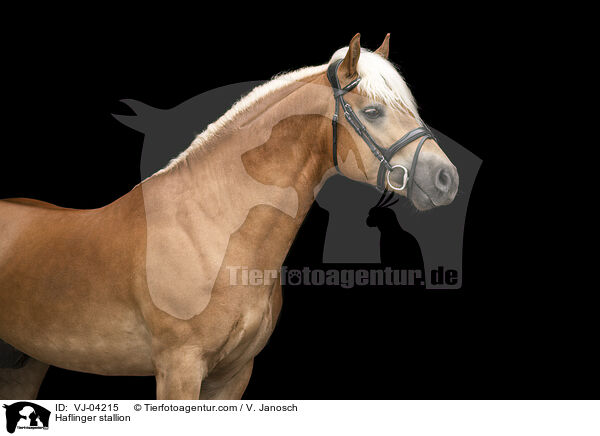 Haflinger Hengst / Haflinger stallion / VJ-04215