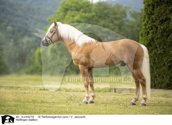 Haflinger Hengst / Haflinger stallion / VJ-04216