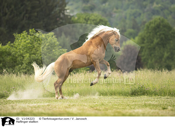 Haflinger stallion / VJ-04223