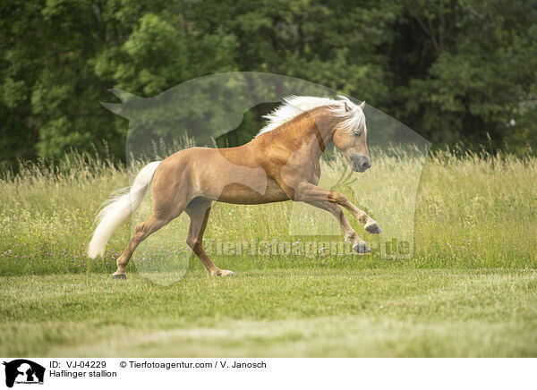 Haflinger Hengst / Haflinger stallion / VJ-04229