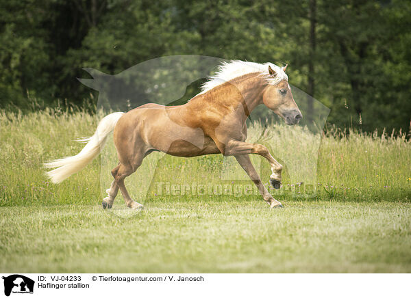 Haflinger Hengst / Haflinger stallion / VJ-04233