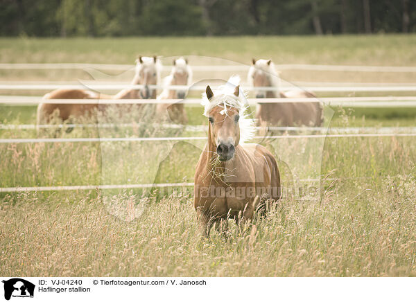 Haflinger Hengst / Haflinger stallion / VJ-04240
