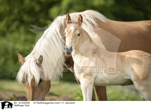 Haflinger Fohlen / Haflinger foal / VJ-04250