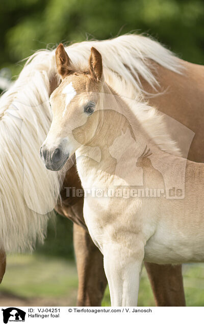 Haflinger foal / VJ-04251