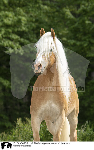 Haflinger Wallach / Haflinger gelding / VJ-04255