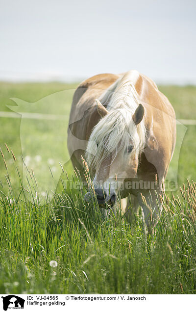 Haflinger Wallach / Haflinger gelding / VJ-04565
