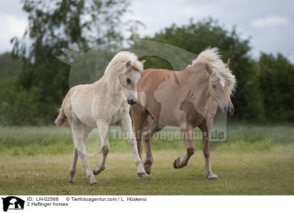 2 Haflinger / 2 Haflinger horses / LH-02566