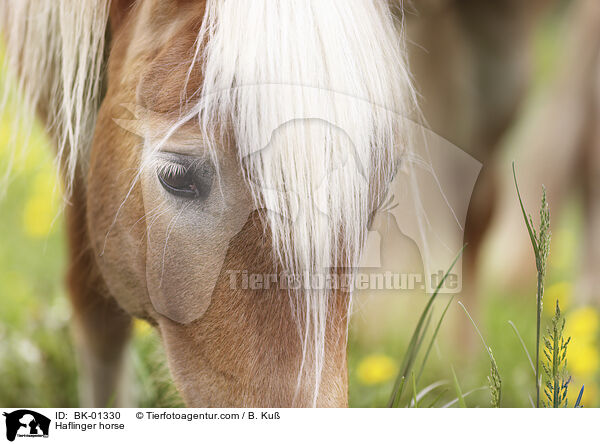 Haflinger / Haflinger horse / BK-01330