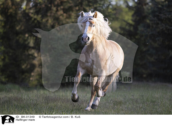 Haflinger Stute / Haflinger mare / BK-01349