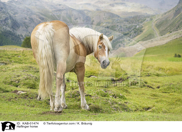 Haflinger / Haflinger horse / KAB-01474