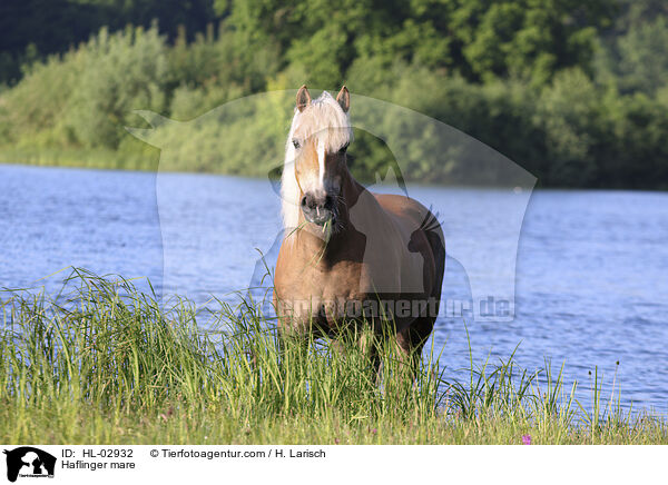 Haflinger Stute / Haflinger mare / HL-02932