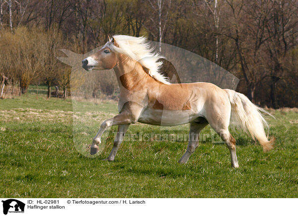 Haflinger Hengst / Haflinger stallion / HL-02981