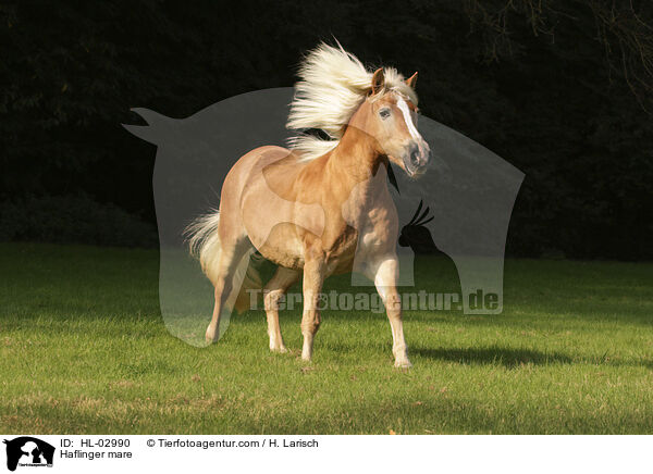Haflinger Stute / Haflinger mare / HL-02990