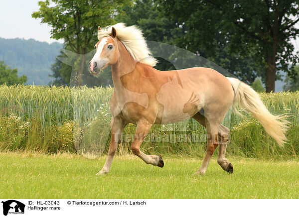 Haflinger Stute / Haflinger mare / HL-03043