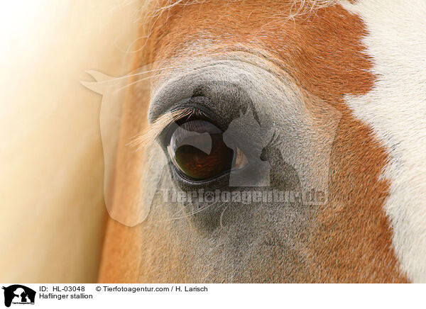 Haflinger stallion / HL-03048