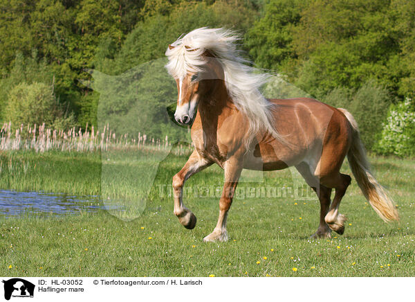 Haflinger Stute / Haflinger mare / HL-03052