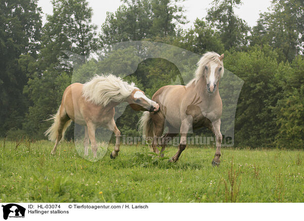Haflinger Hengste / Haflinger stallions / HL-03074