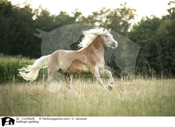 Haflinger Wallach / Haflinger gelding / VJ-04626